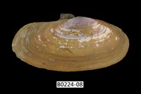 藏品(西施舌(西刀舌))的圖片